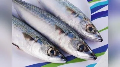 Makrele (Scomber scombrus)