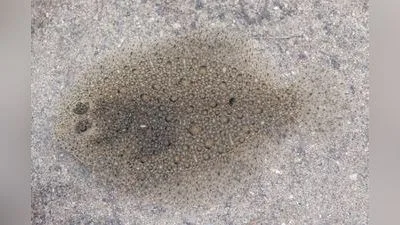 Glattbutt