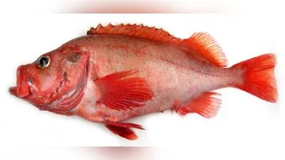 Rotbarsch