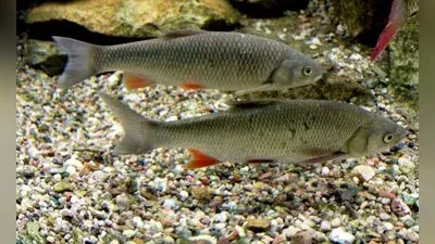 Döbel (Squalius cephalus)