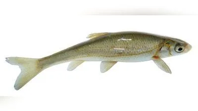 Strömer
