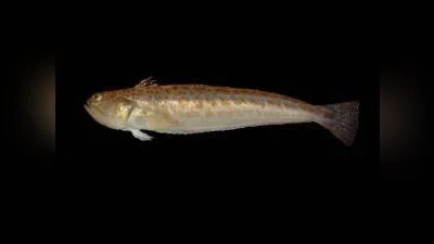 Petermännchen
