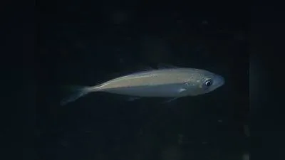 Stöcker