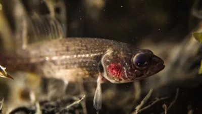 Hundsfisch