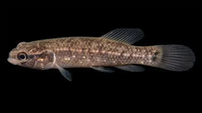 Amerikanischer Hundsfisch
