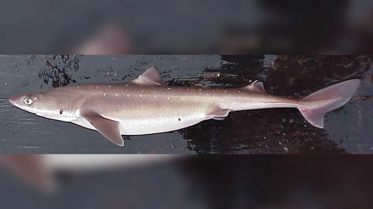 Dornhai (Squalus acanthias), ein an deutschen Küsten vorkommender Knorpelfisch