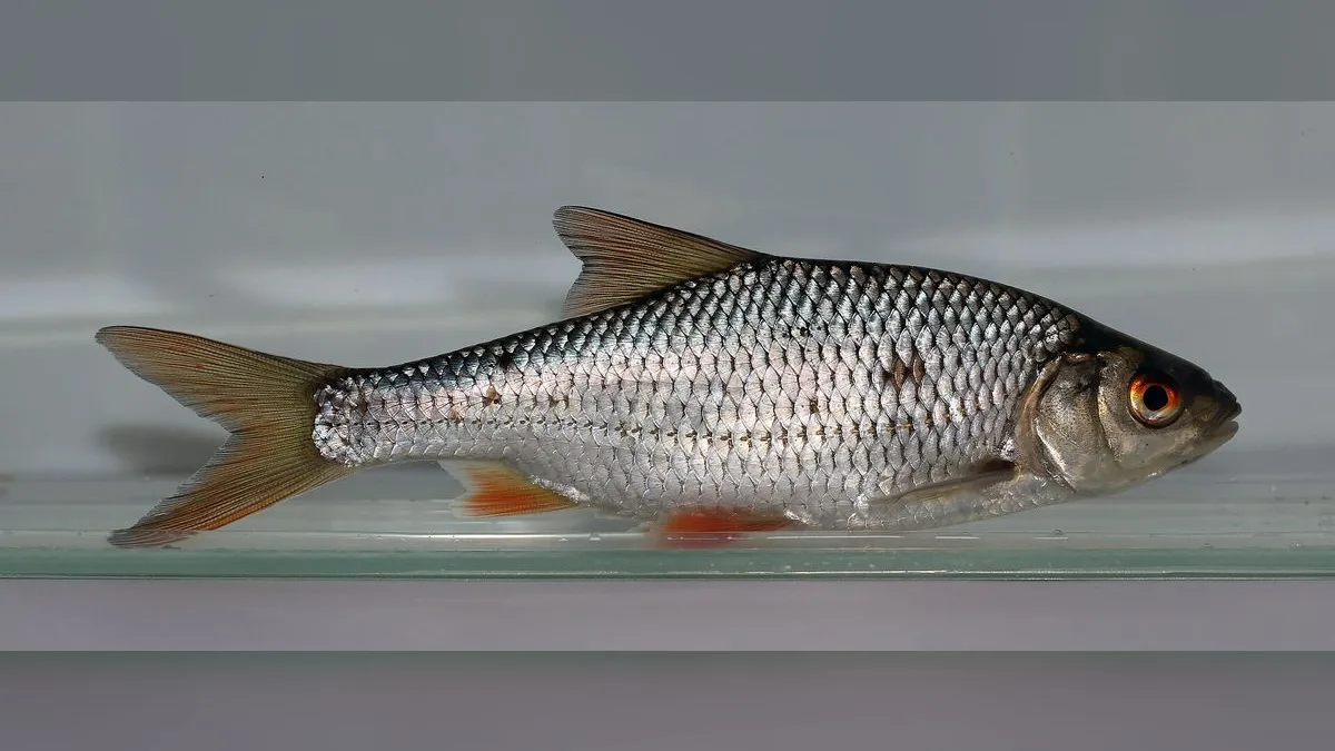Rotauge im Profil: Flossen, Schuppen und Auge gut erkennbar