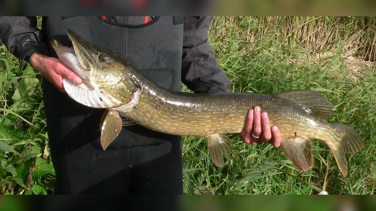 Hecht mit geöffnetem, endständigem Maul, von einem Angler gehalten