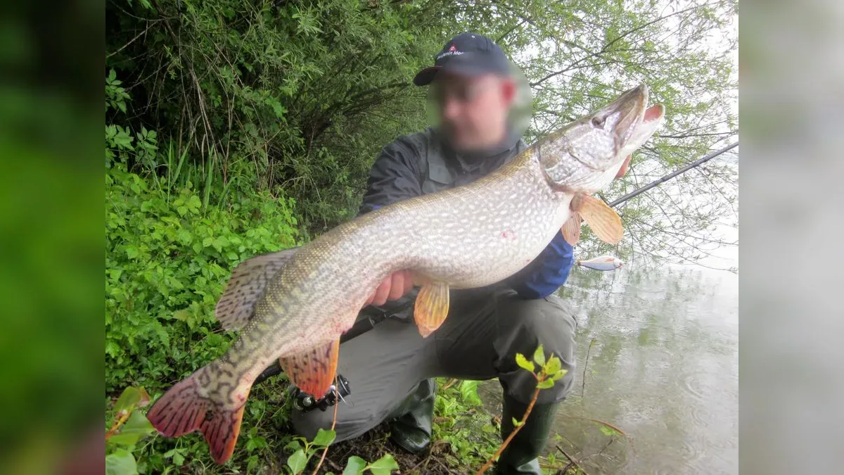Angler mit gefangenem Hecht, Kunstköder im Maul sichtbar