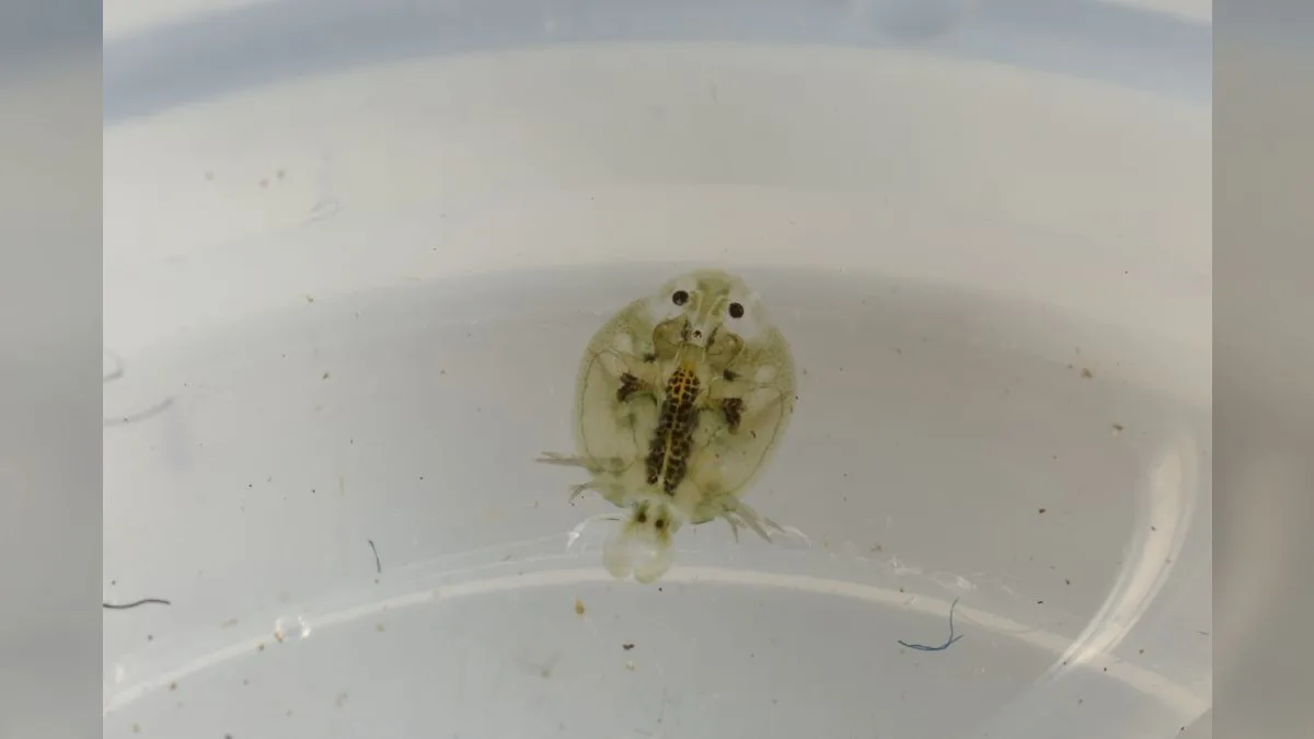 Karpfenlaus (Argulus foliaceus), Nahaufnahme des flachen, scheibenförmigen Parasiten