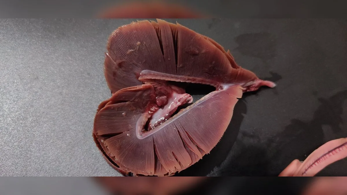 Geöffnete Fischkiemen mit den fein gefiederten, roten Kiemenblättchen
