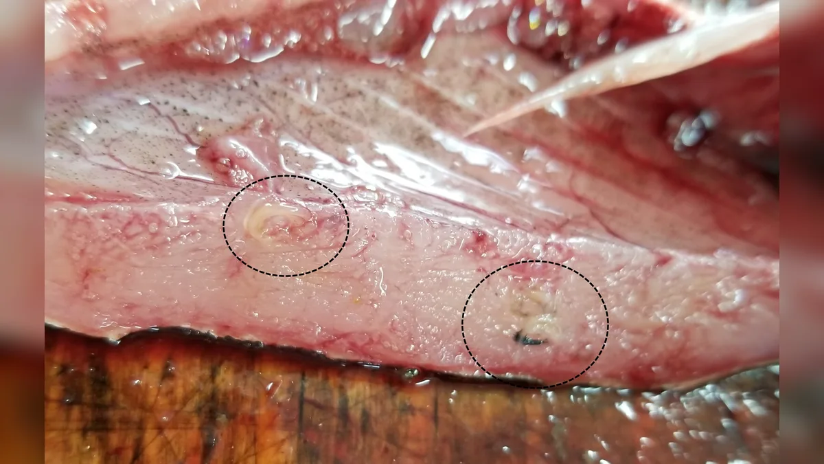 Nematoden-Larven im Filet eines Fisches, zur Verdeutlichung eingekreist