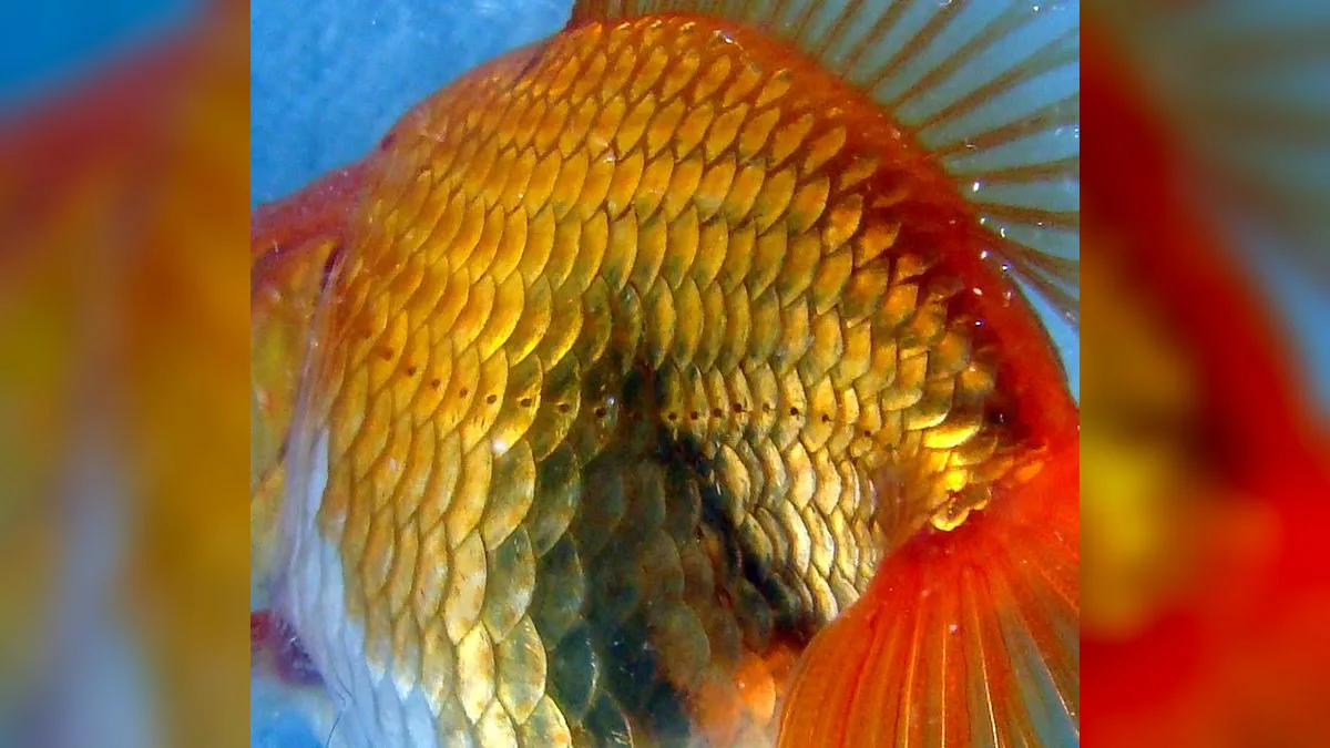 Seitenlinie als feine Porenreihe entlang der Flanke eines Fisches
