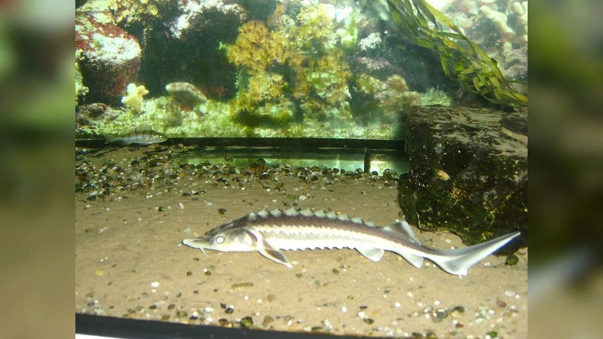 Stör mit den namensgebenden Panzerplatten (Ganoidschuppen) entlang des Rückens